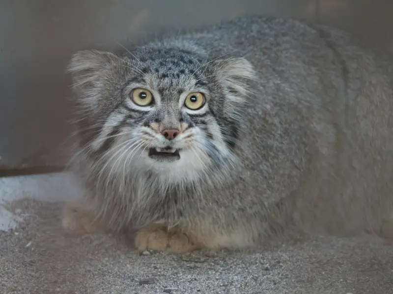 A photograph of Figa in Nogeyama Zoo