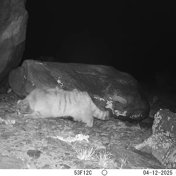 A photograph of Otocolobus manul manul from Koshkar camera trap