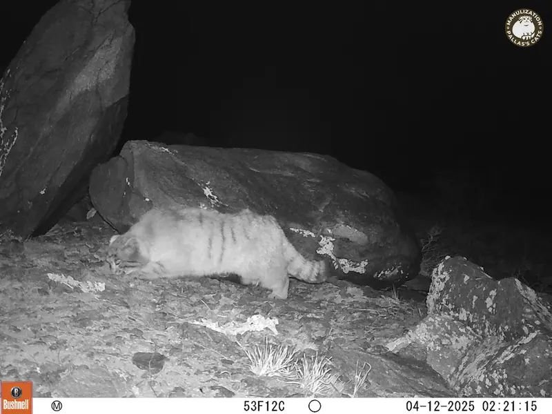 A photograph of Otocolobus manul manul from Koshkar camera trap