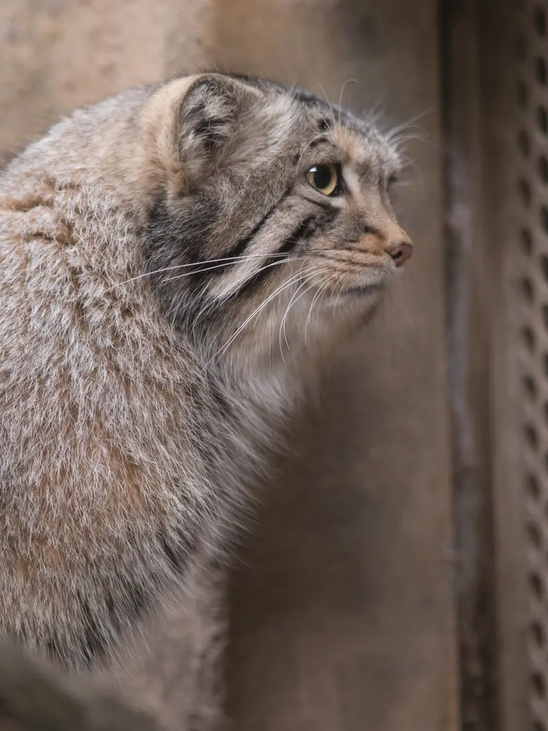 A photograph of Nagomu in Nasu Animal Kingdom