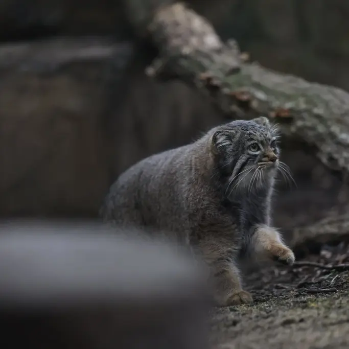 A photograph of Abrikos in Nasu Animal Kingdom