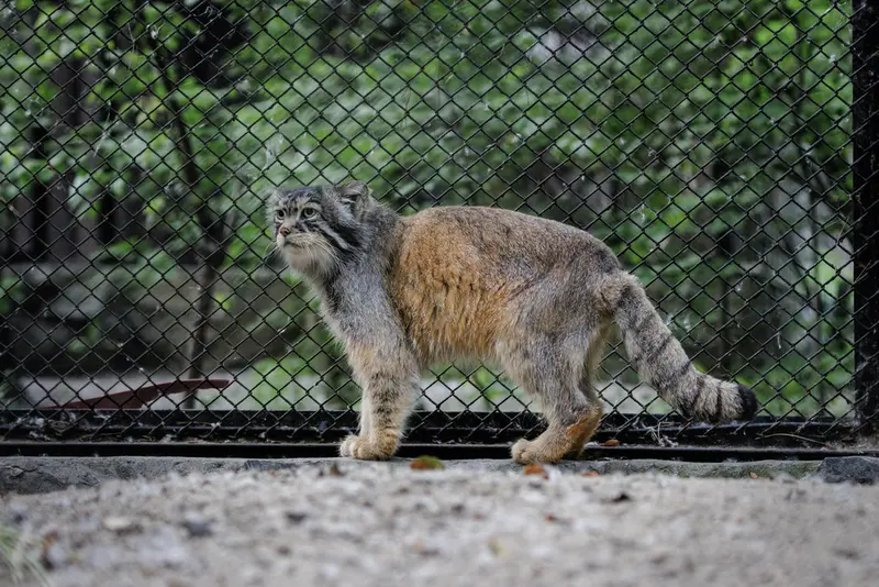 A photograph of George in Novosibirsk Zoo