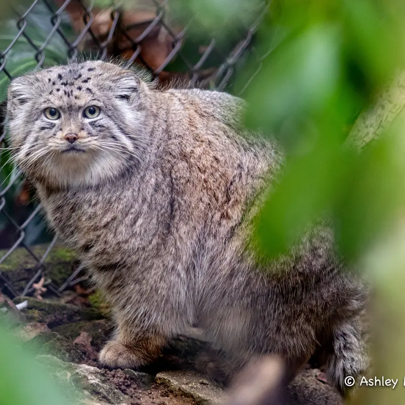 A photograph of Tull in Cotswold Wildlife Park and Gardens