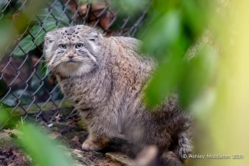 A photograph of Tull in Cotswold Wildlife Park and Gardens