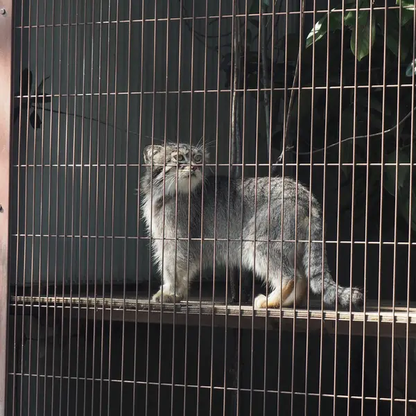 A photograph of Lev in Higashiyama Zoo and Botanical Gardens