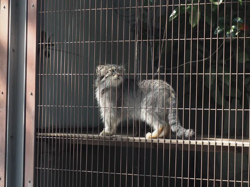 A photograph of Lev in Higashiyama Zoo and Botanical Gardens