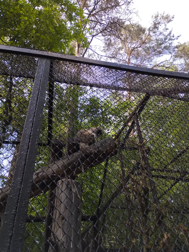 A photograph of a Pallas's cat in Novosibirsk Zoo