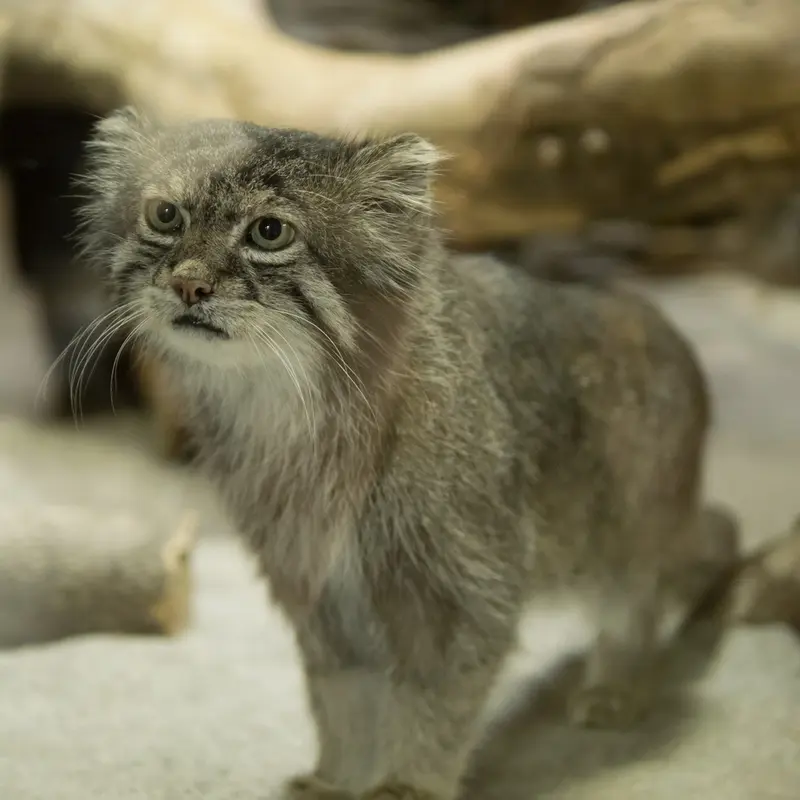 A photograph of Klyon in Ueno Zoological Gardens