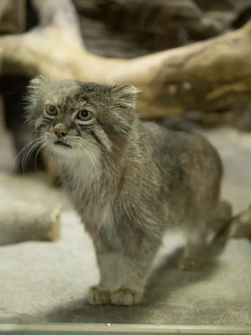 A photograph of Klyon in Ueno Zoological Gardens