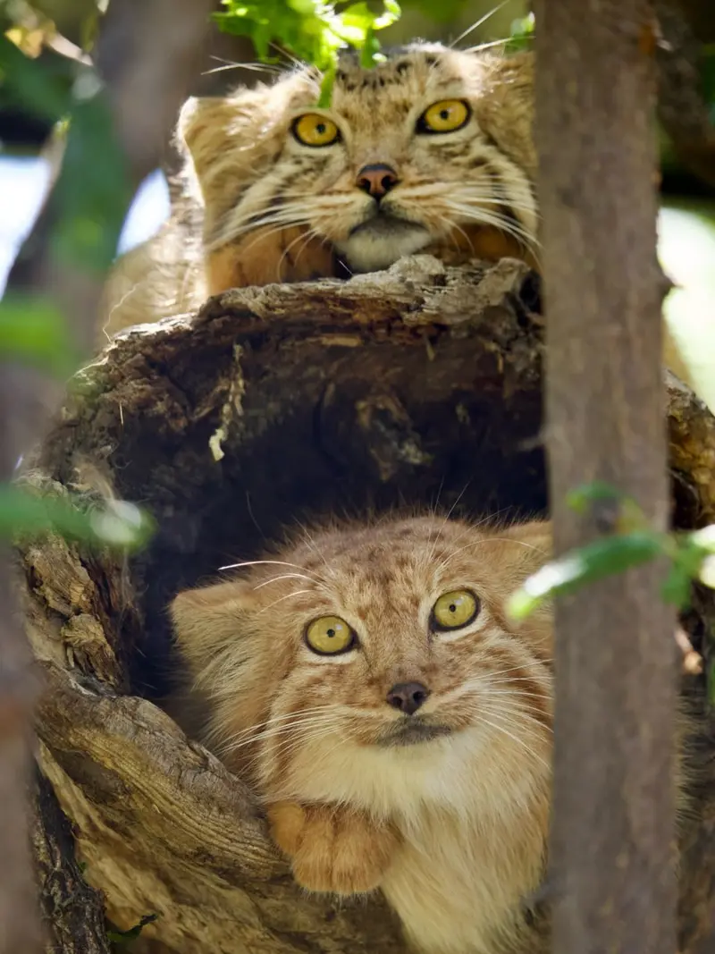 A photograph of a Pallas's cat