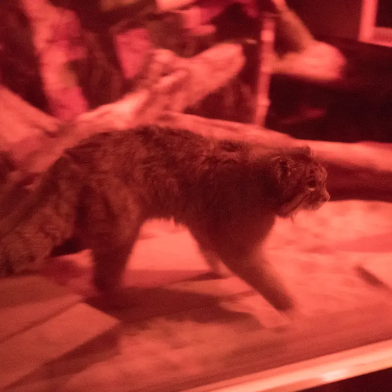 A photograph of Naim in Ueno Zoological Gardens