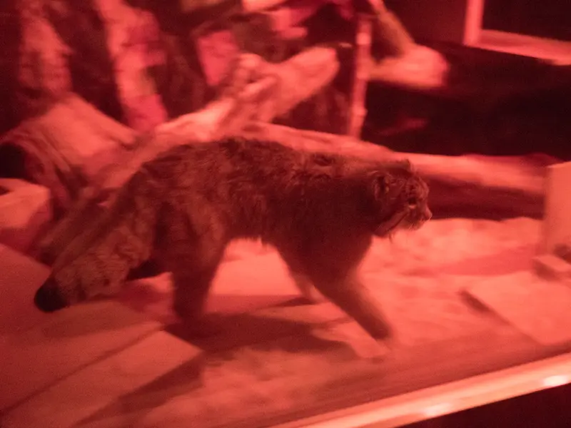 A photograph of Naim in Ueno Zoological Gardens