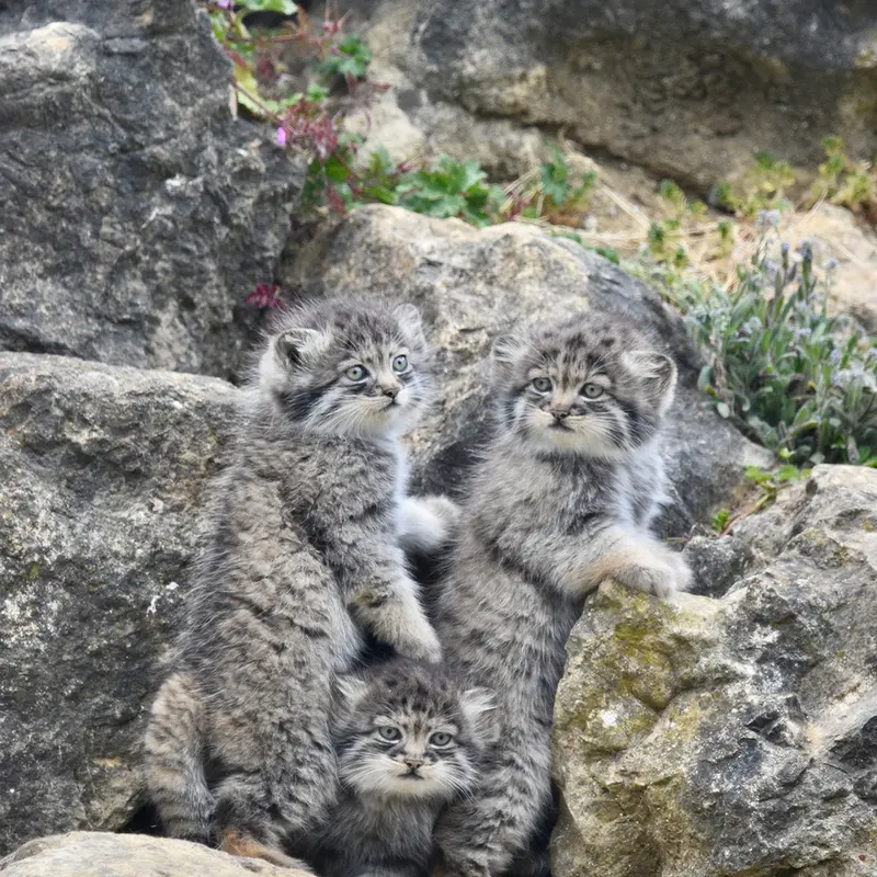 A photograph of a Pallas's cat in Port Lympne Wild Animal Park