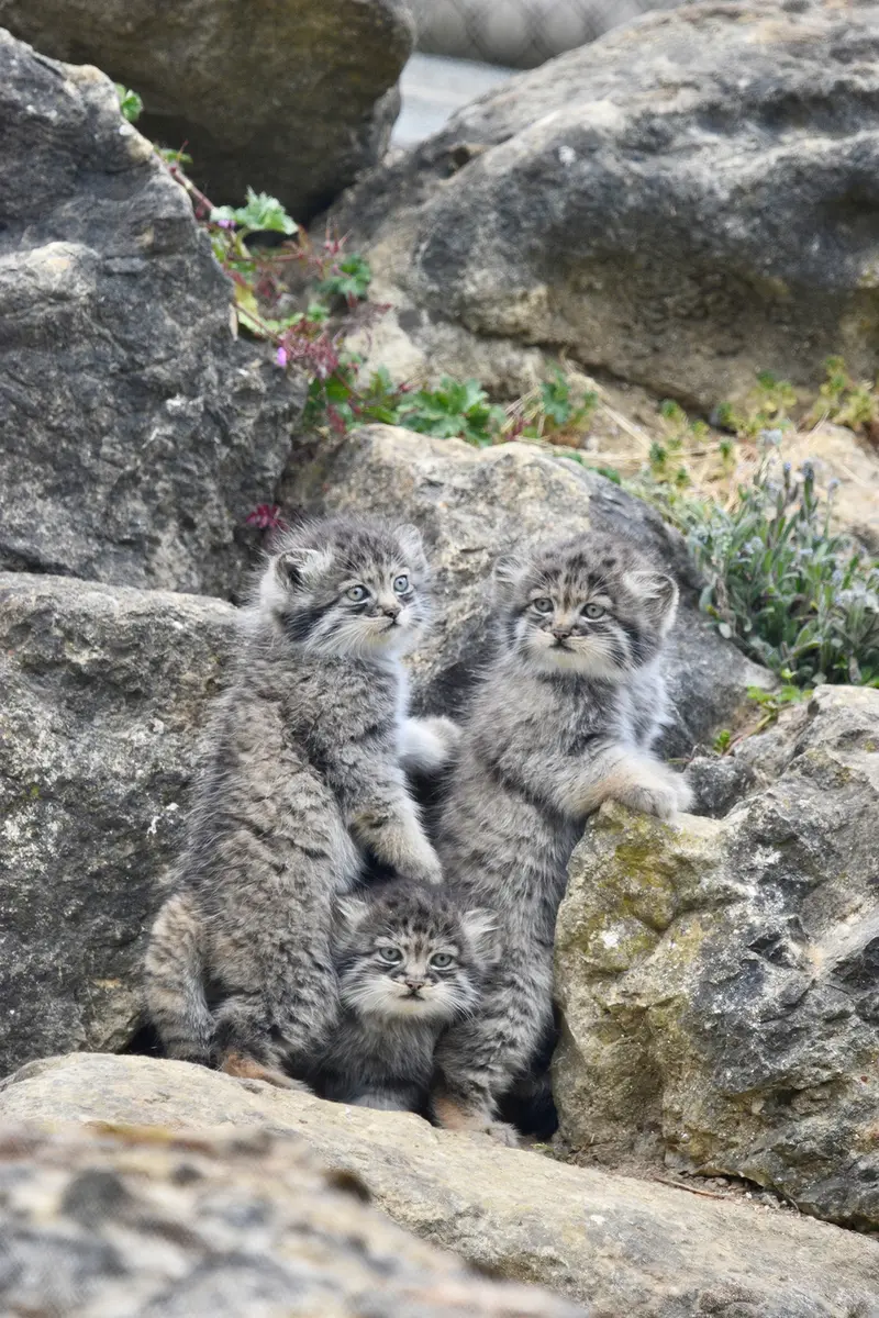 A photograph of a Pallas's cat in Port Lympne Wild Animal Park