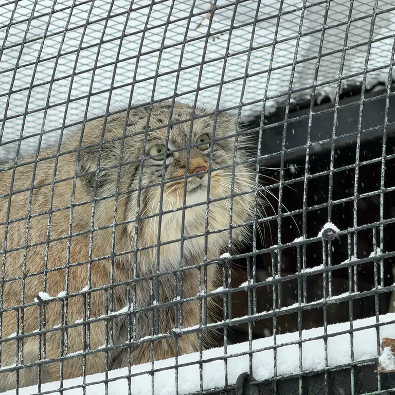 A photograph of Shu in Leningrad zoo