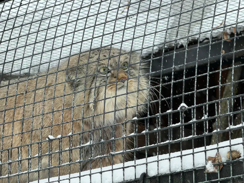 A photograph of Shu in Leningrad zoo