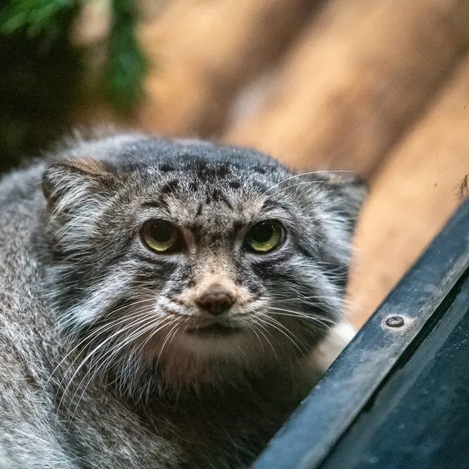A photograph of Pabu in Lake Superior Zoo