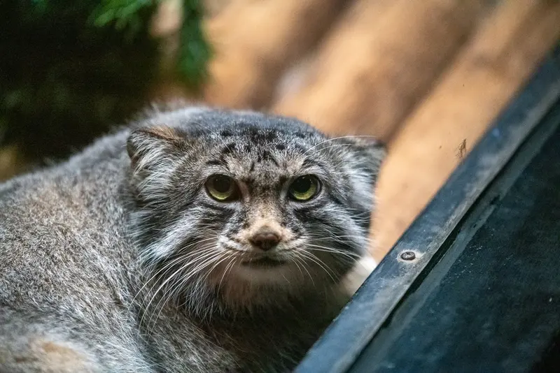 A photograph of Pabu in Lake Superior Zoo