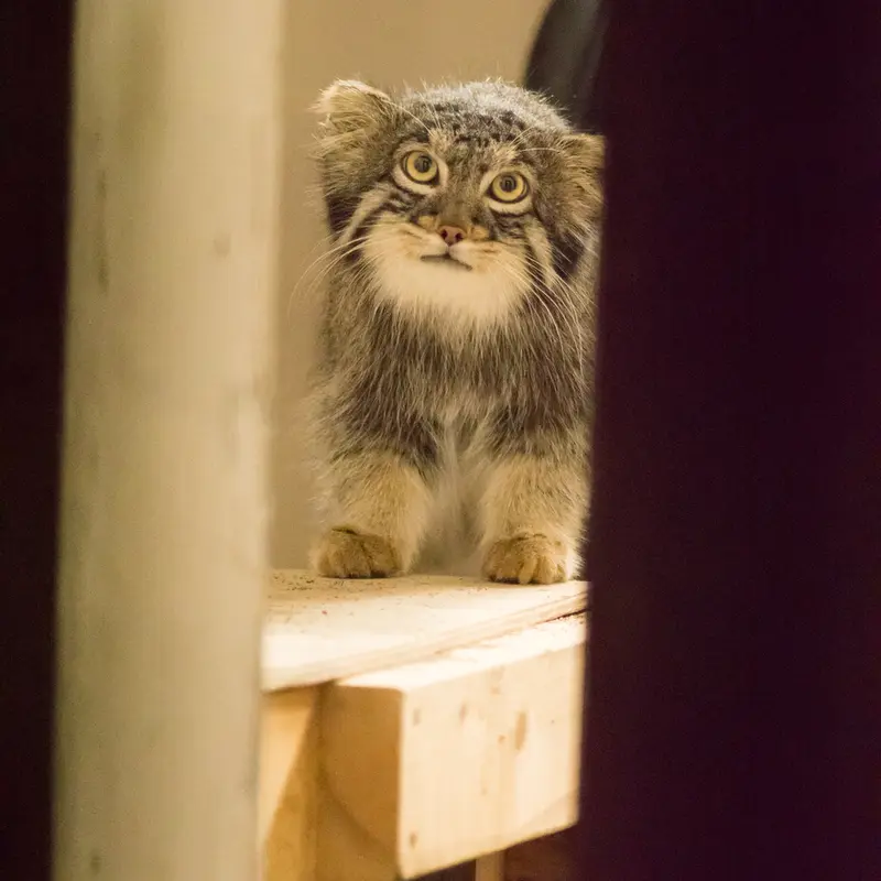 A photograph of Figa in Nogeyama Zoo