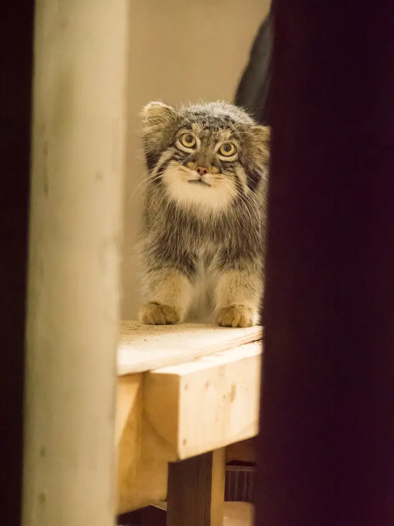 A photograph of Figa in Nogeyama Zoo