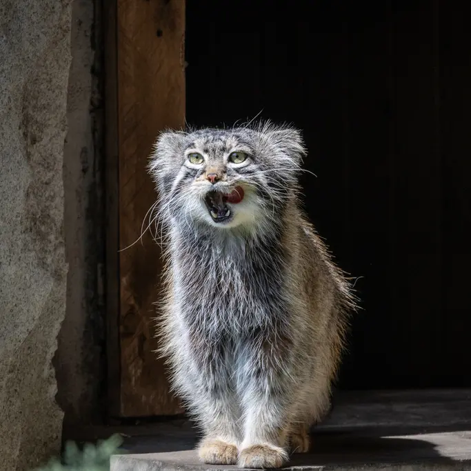 A photograph of a Pallas's cat