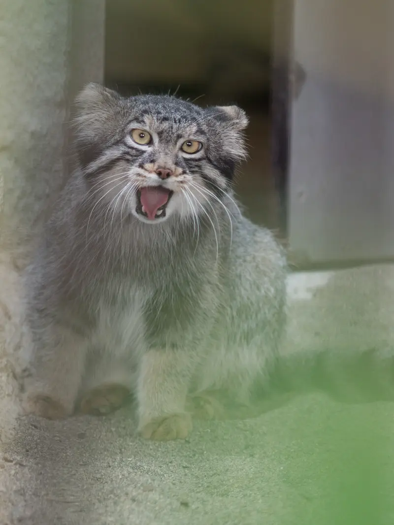 A photograph of Figa in Nogeyama Zoo