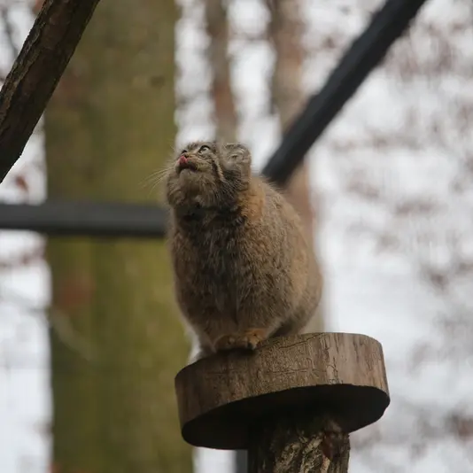 A photograph of Ula in Gdansk Zoo
