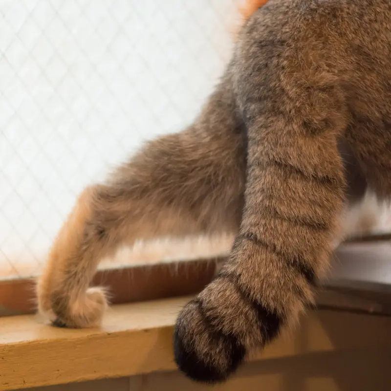 A photograph of Oto in Saitama Children's Zoo