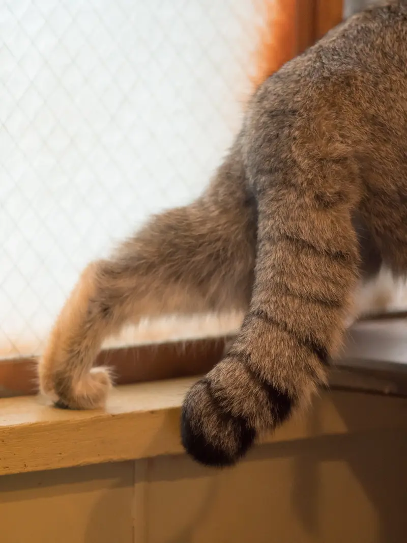 A photograph of Oto in Saitama Children's Zoo