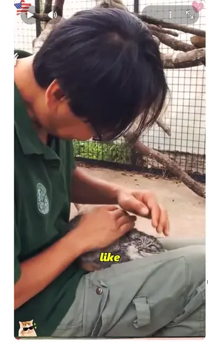 A keeper pets a manul
