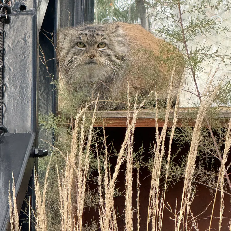 A photograph of Spay in Prague Zoo