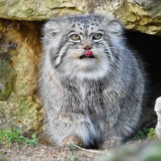 A photograph of Atlan in Port Lympne Wild Animal Park