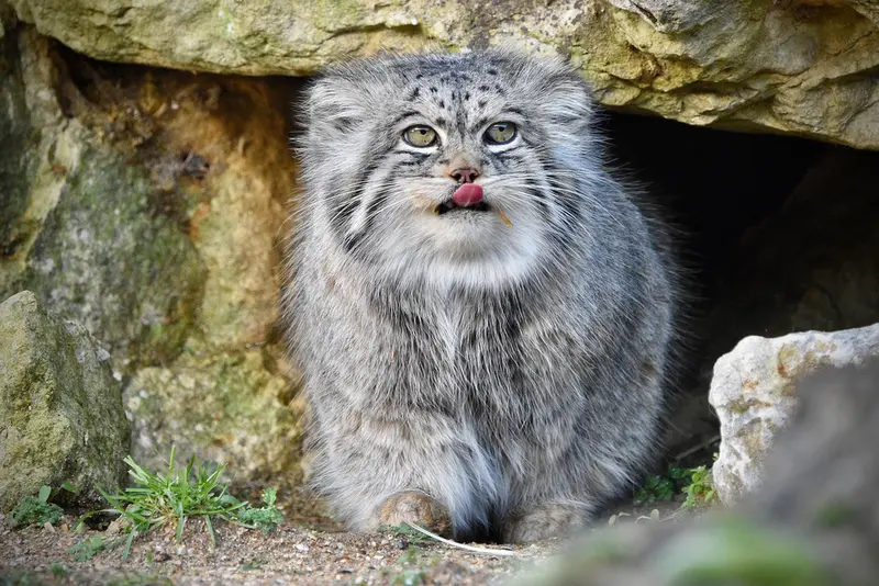 A photograph of Atlan in Port Lympne Wild Animal Park