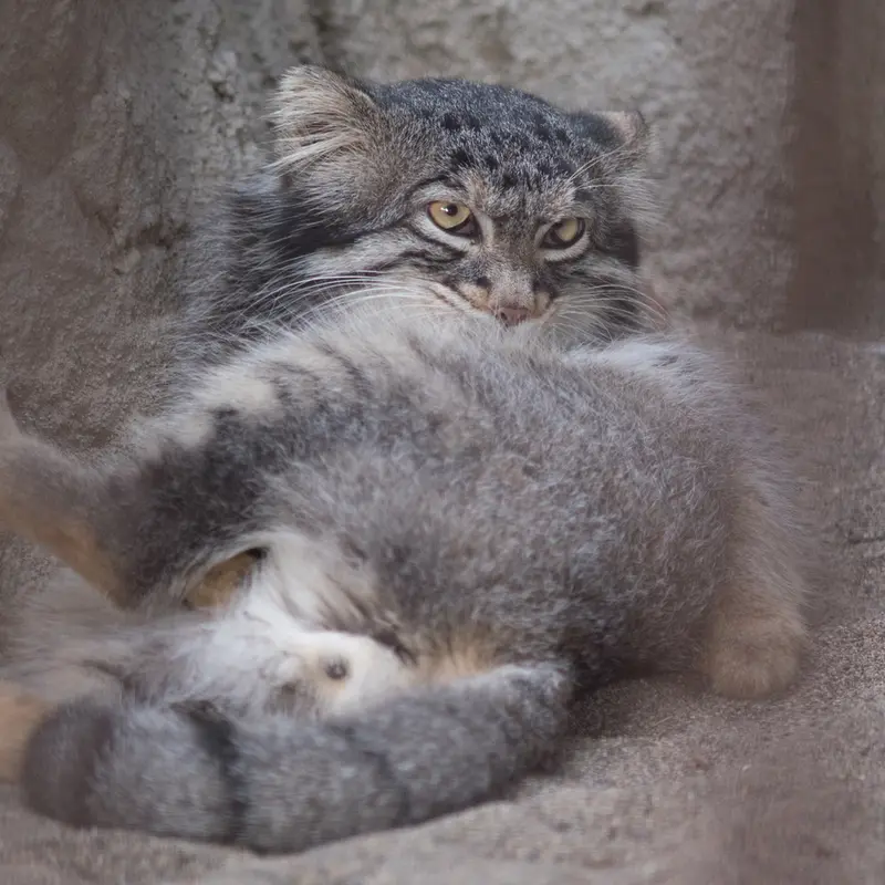 A photograph of Figa in Nogeyama Zoo
