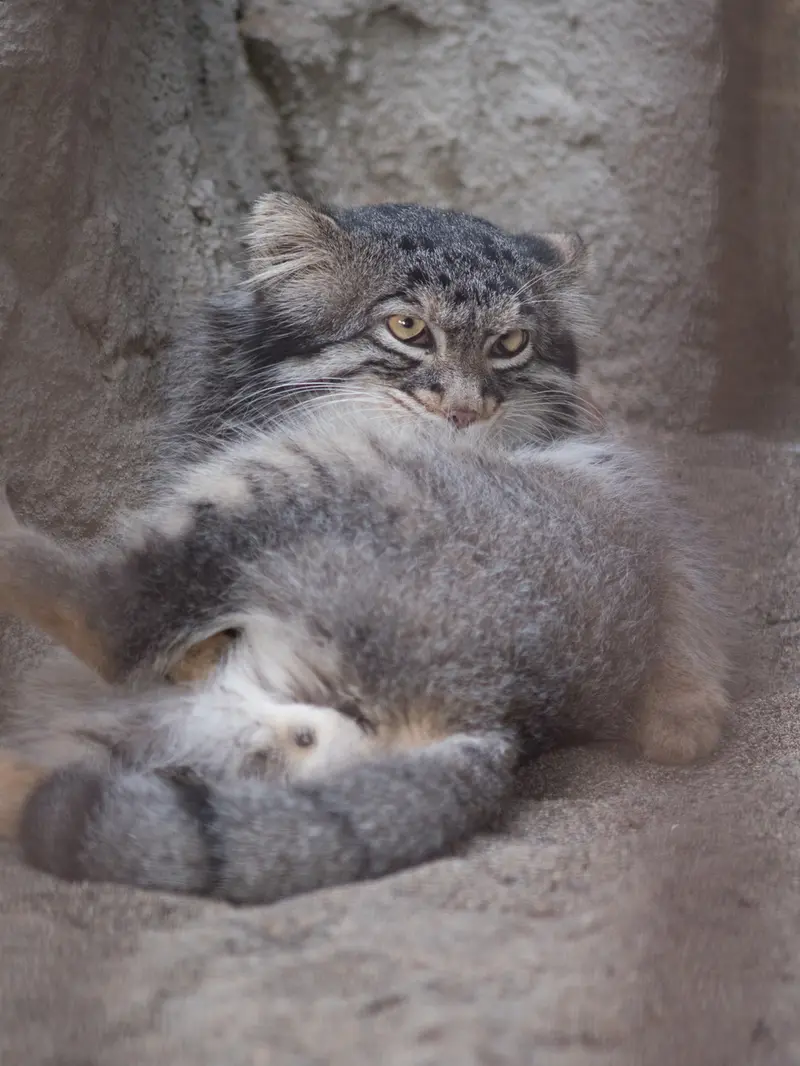 A photograph of Figa in Nogeyama Zoo
