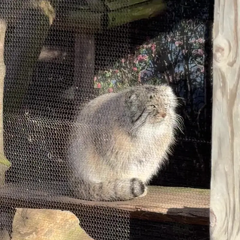 A photograph of a Pallas's cat in Potter Park Zoo