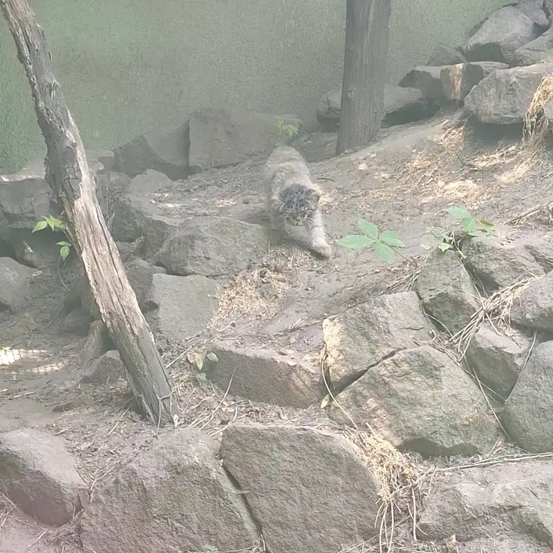 A photograph of a Pallas's cat in Budapest Zoo & Botanical Garden