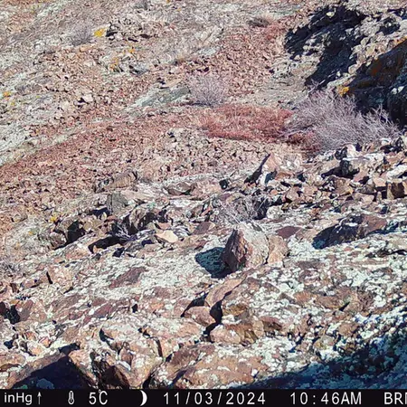 A photograph of Kazakh pika from Janator camera trap