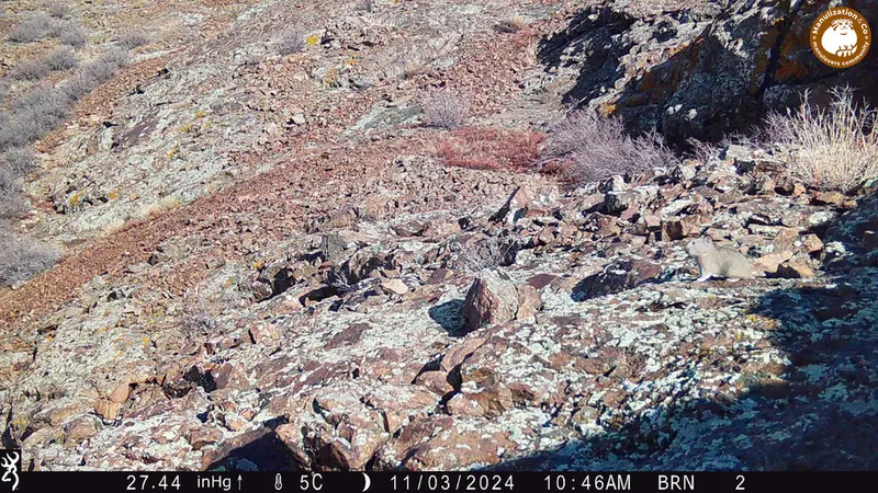 A photograph of Kazakh pika from Janator camera trap