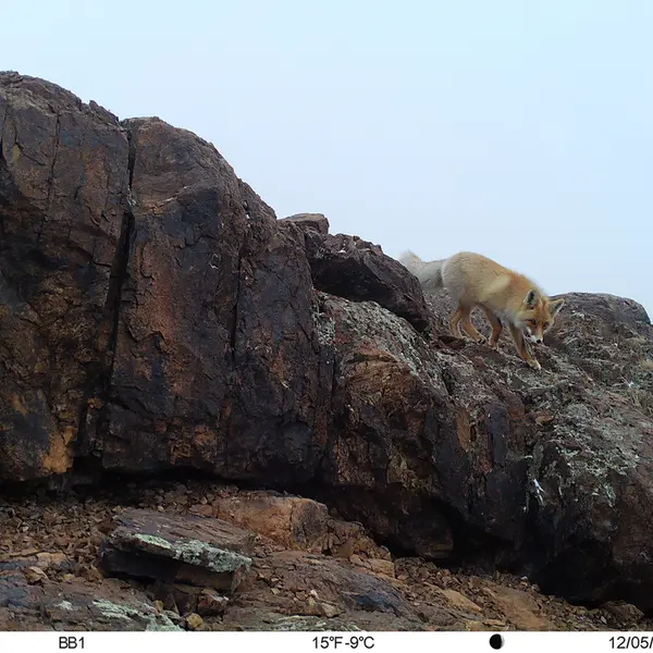 A photograph of Red fox from Aktas-Kunkora camera trap