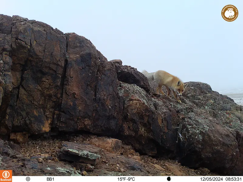 A photograph of Red fox from Aktas-Kunkora camera trap