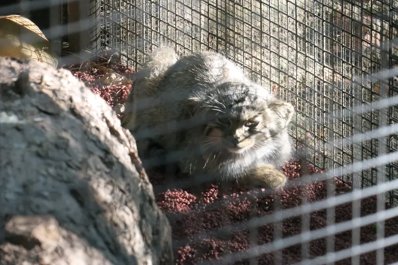 A photograph of a Pallas's cat