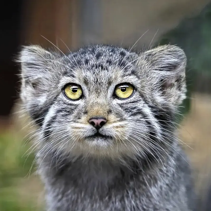 Aksa the Pallas's cat from Leningrad zoo