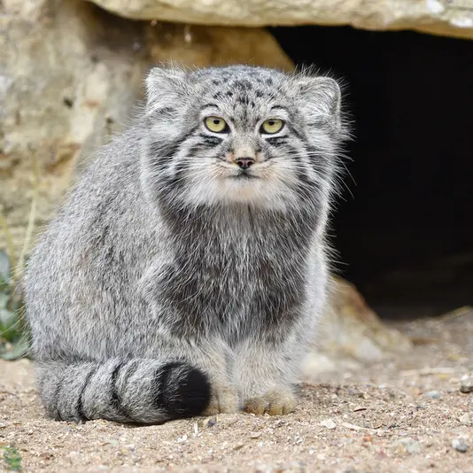 A photograph of Altai in Port Lympne Wild Animal Park