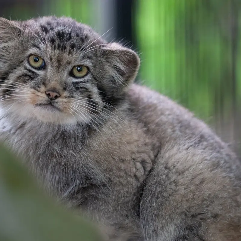 A photograph of Batu and Son of Erdene Ⅳ b. 2016 in Kraków Zoo