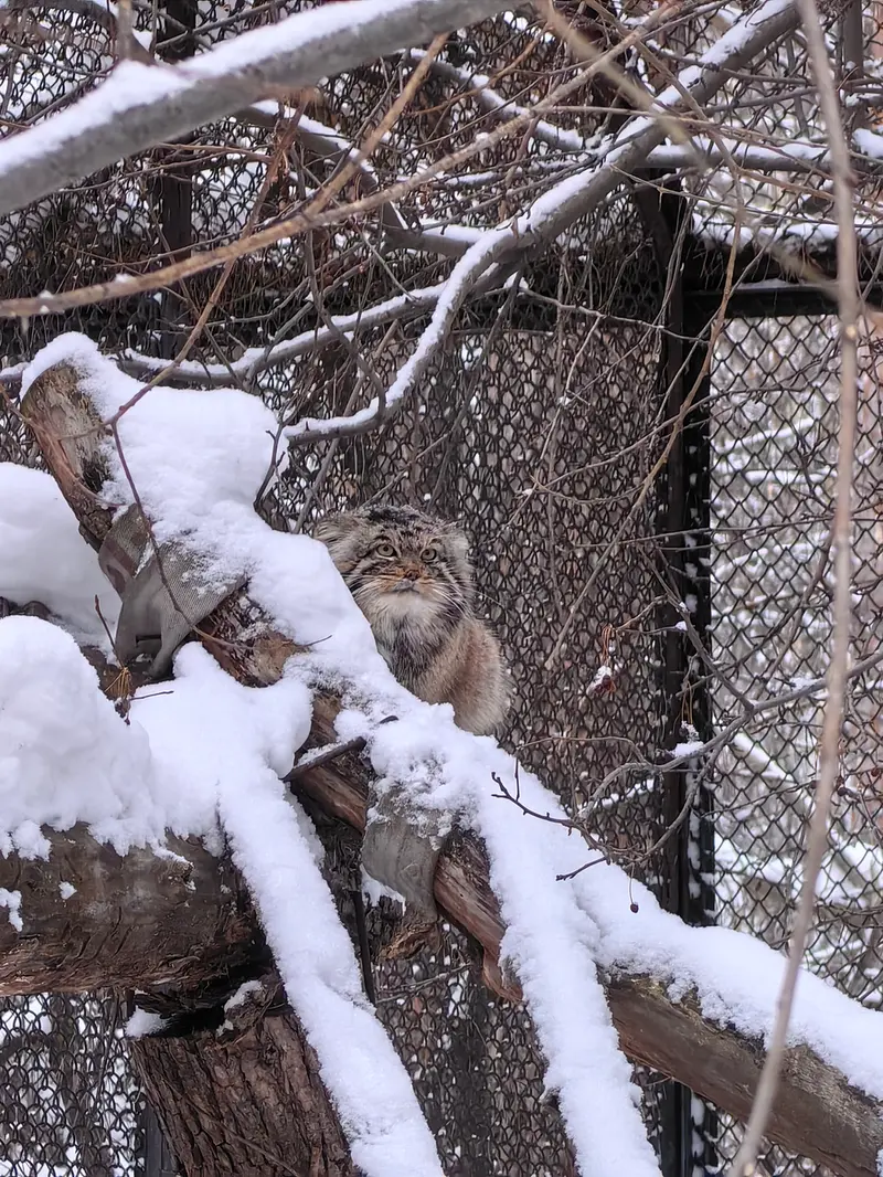 A photograph of Achi in Novosibirsk Zoo