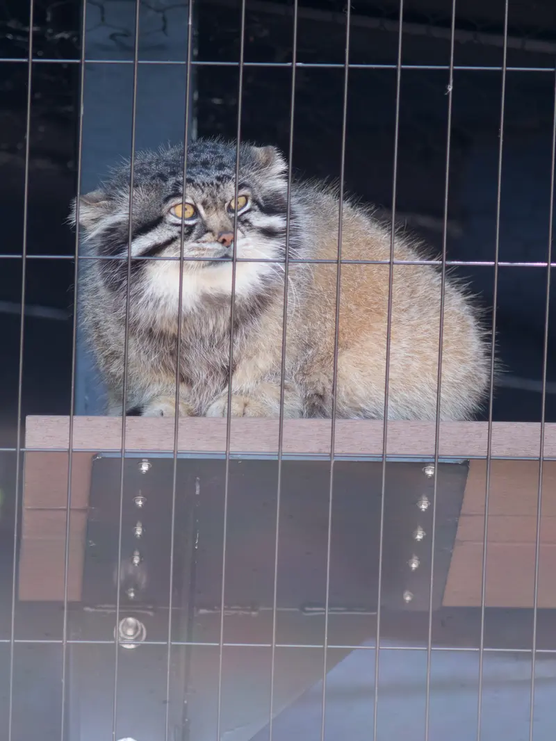 A photograph of Grusha in Asahiyama Zoo