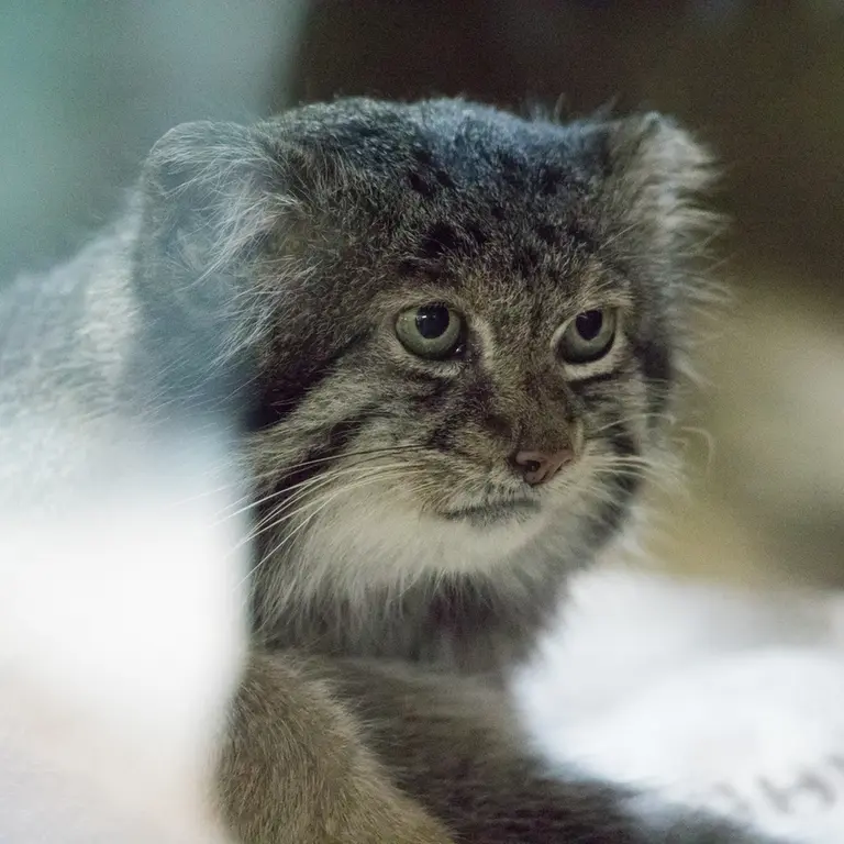 A photograph of Klyon in Ueno Zoological Gardens