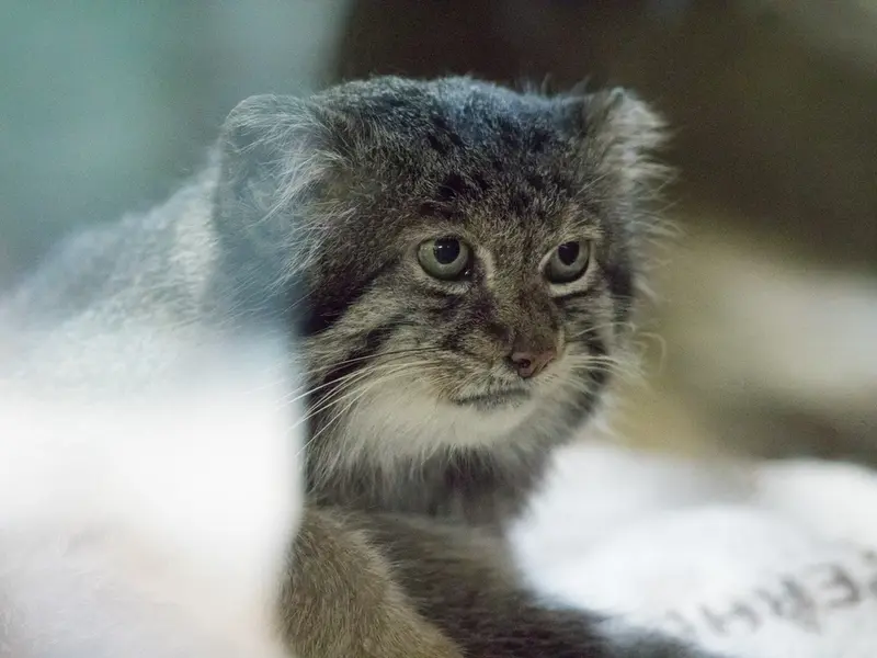 A photograph of Klyon in Ueno Zoological Gardens