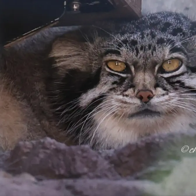 A photograph of Grusha in Asahiyama Zoo